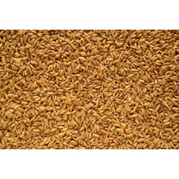 Owies bezłuskowy 1 kg dla gołębi papug gryzoni