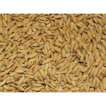 Ryż paddy dla gołębi, papug, gryzoni 5 kg