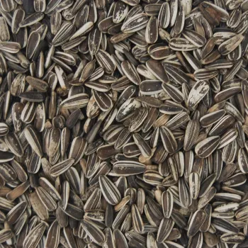 Słonecznik paskowany pasiak do ptaków,gołębi,papug 1 kg