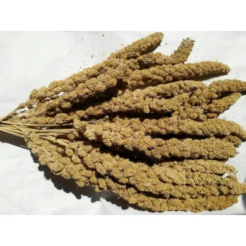 Proso senegalskie w kłosie białe 500 g