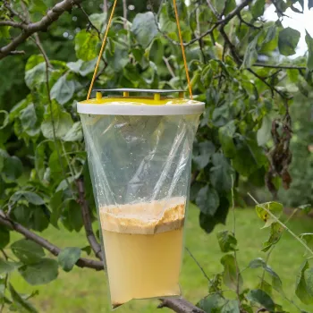 Pułapka na muchy OneShot Fly Catcher bardzo skuteczna