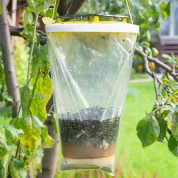 Pułapka na muchy OneShot Fly Catcher bardzo skuteczna