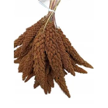 Proso senegalskie czerwone w kłosach 1kg