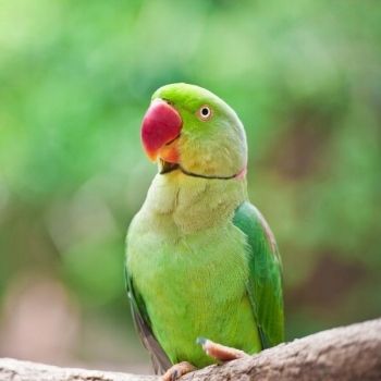 Pokarm jajeczny suchy dla papużek 1 kg -Orlux Eggfood Small Parakeets