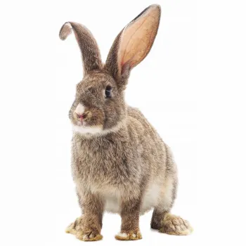 Versele Laga Cuni Adult Complete 1,75 kg - karma dla królików dorosłych