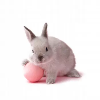 Versele Laga Cuni Adult Complete 1,75 kg - karma dla królików dorosłych