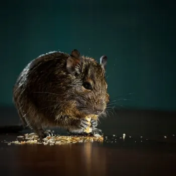 VL-Crispy Sticks Omnivores Triple 165g-3 kolby dla chomików, myszy,szczurów