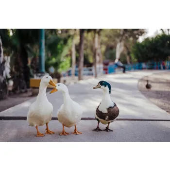 Kokcidin przeciw kokcydiozie Preparat dla drobiu gęsi kur 1 l