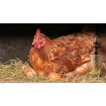 Witaminy dla kur do wody Dolfos Dolmix DN drink 500g