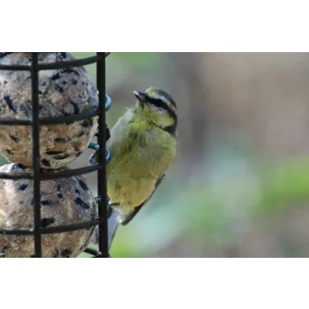 Karmnik na kule tłuszczowe dla ptaków Trixie 8 x 22 cm zielony